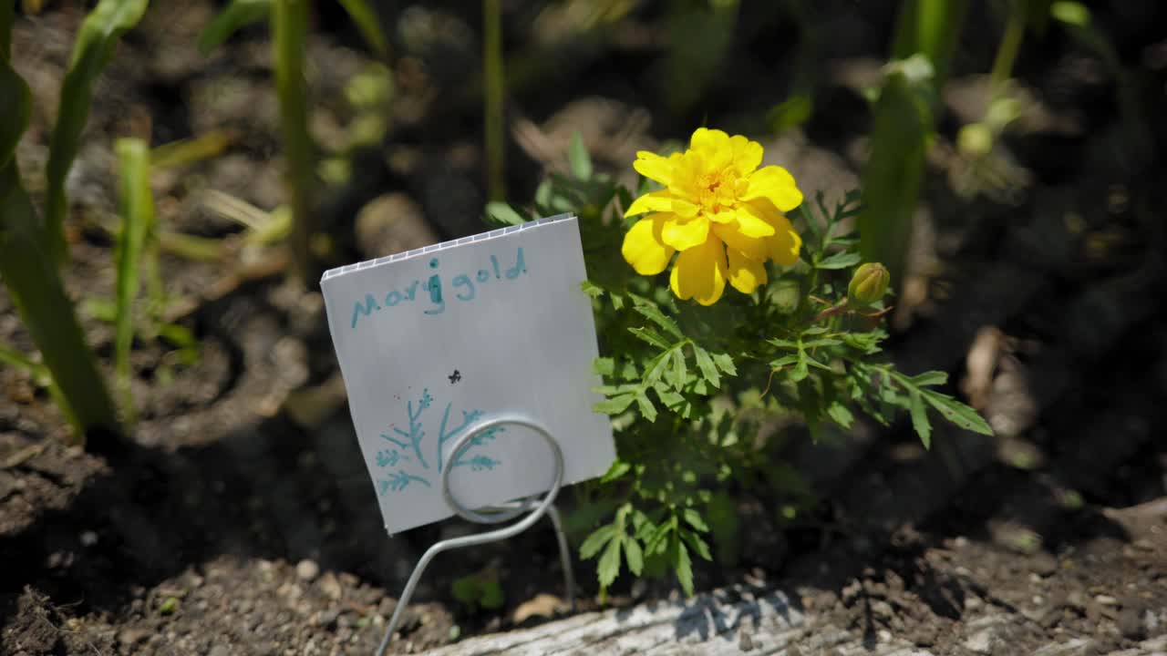 flor de caléndula pequeña en el jardín del suelo de las tierras de cultivo