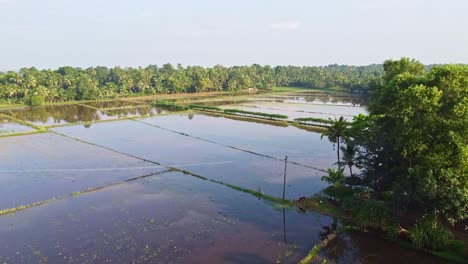 farm is arranged in a rectangular shape, field has been plowed and watered for cultivation, rice fields in asia ,high angle shot , aerial shoot