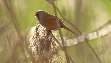 small bird feeding on reed