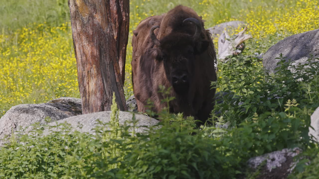 Europæisk bison slikker sig om munden, mens den stirrer på en blomstrende forårsmark