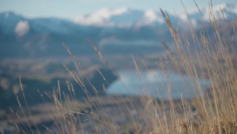 Shallow-Focus-Grass-on-Mountain