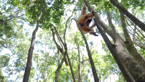 Gibbon-Im-Wald_Gibbon,-Der-In-Bäumen-Spielt_-Weißer-Gibbonprimat