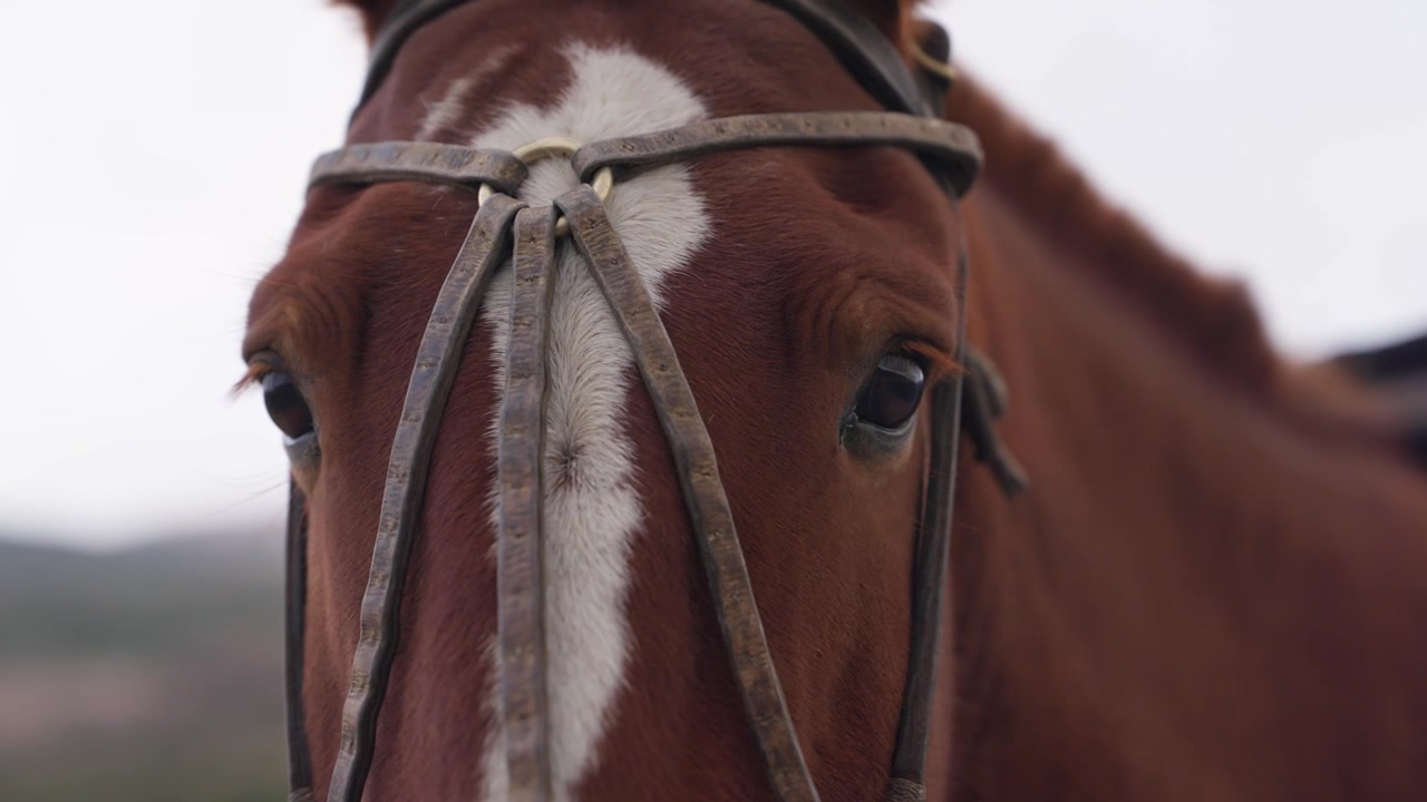 Cavalo marrom usando cabeçada de couro na Patagônia, perto de El Chaltén, Santa Cruz, Argentina, capturado em close-up extremo com baixa profundidade de campo durante a preparação para uma expedição ao ar livre, tomada manual