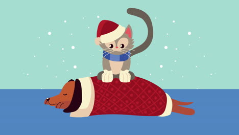 cute little dog sleeping with christmas suit and cat