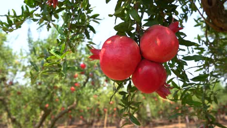 plantación de granados en la temporada de recolección