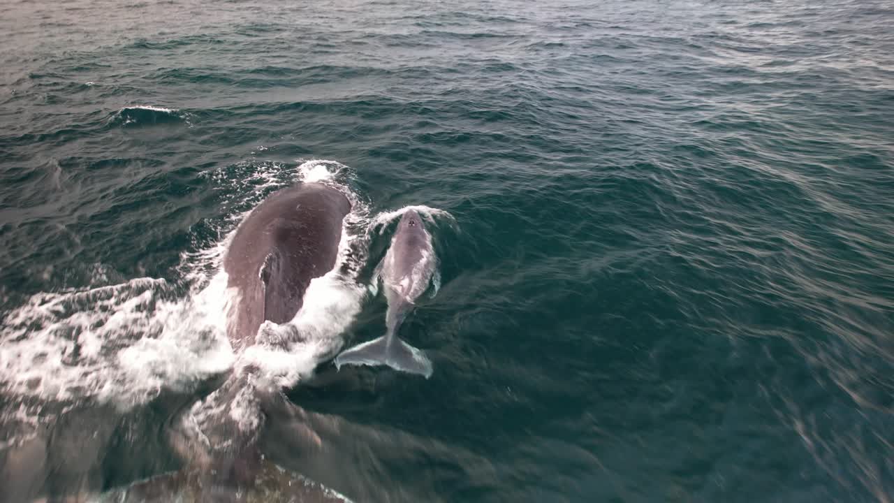 Mother And Baby Humpback Whales Swimming In Blue Sea, NSW, Australia - Drone Shot
