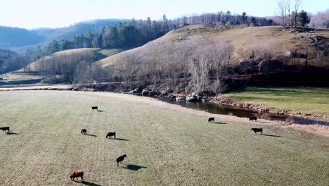 cattle in farm field aerial near boone and blowing rock nc, north carolina