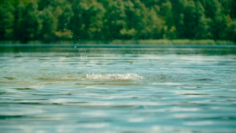 Blick-Auf-Ein-Kind,-Das-Auf-Einem-Ländlichen-See-Mit-Waldhintergrund-Schwimmt