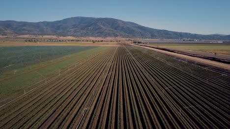 aerial fly over of farm crop rows with irrigation sprinklers watering plants