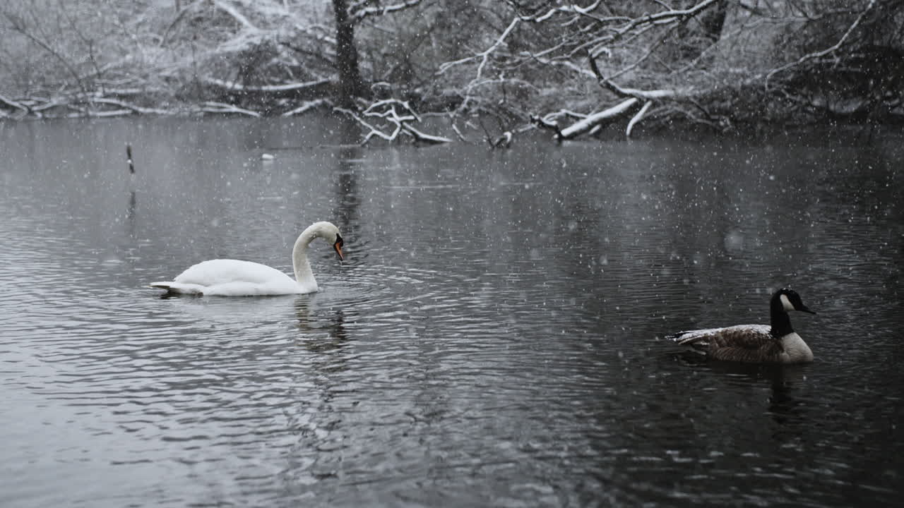 pájaros en un río adornado por copos de nieve que caen