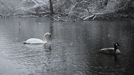 Pájaros-En-Un-Río-Adornado-Por-Copos-De-Nieve-Que-Caen