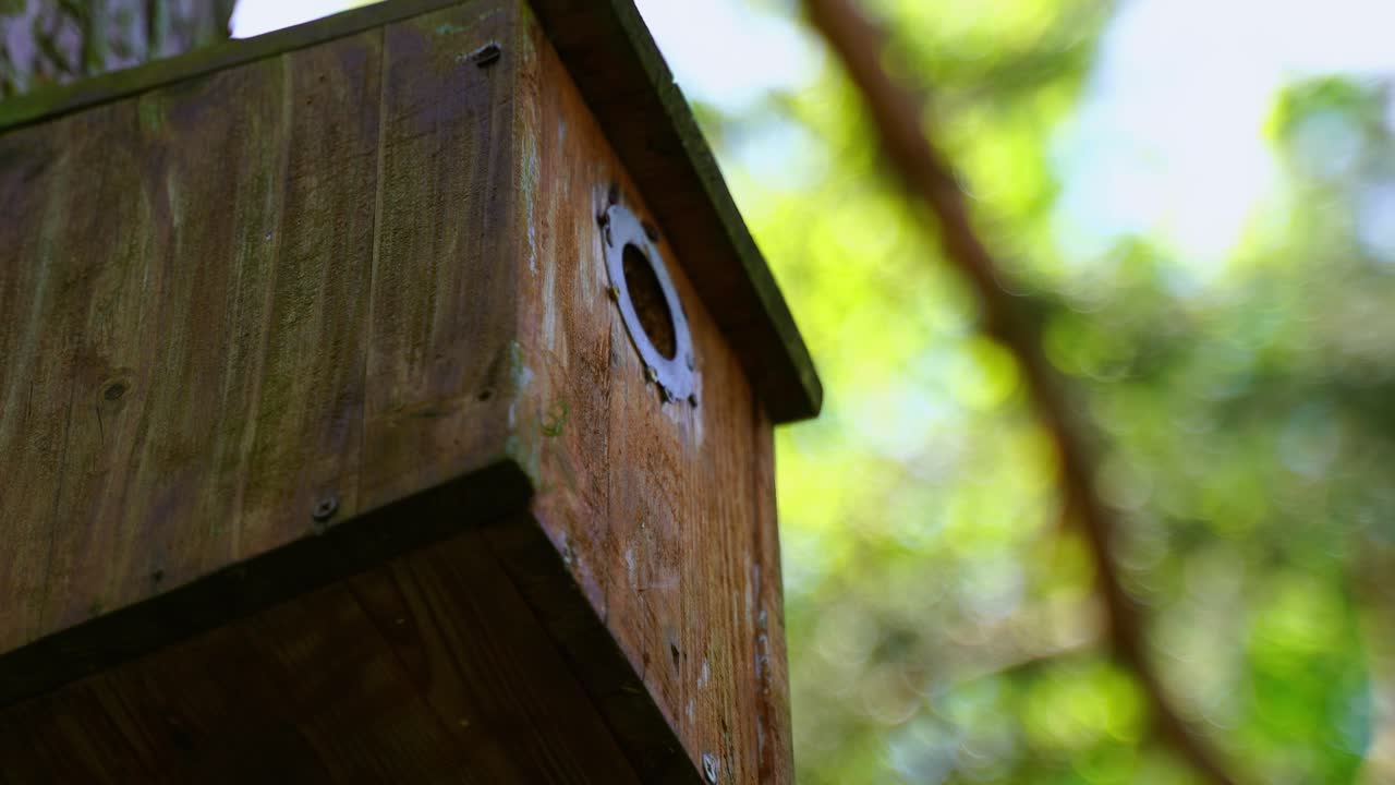 little bird with a worm in its beak flies towards a aviary but doesn't dare to fly in and turns again in the air and flies away