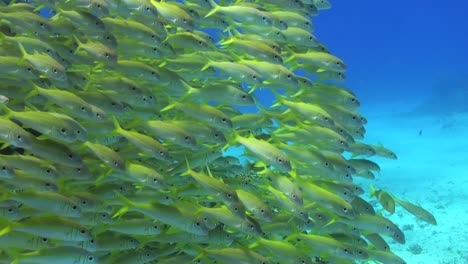 un grupo de peces cabra amarillos nadando sobre un arrecife de arena con agua azul profunda en el fondo