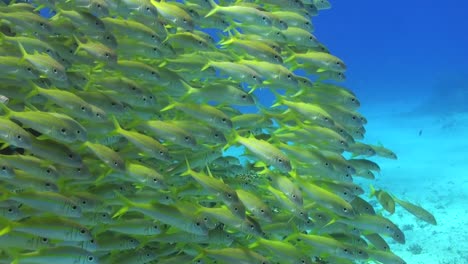 a group of yellow goatfishes swimming over a sandy reef with deep blue water in the background