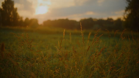 close-up of blooming grass at sunset