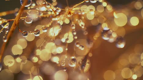 Macro-close-up-view,-dew-droplet-on-little-tiny-plant-branch