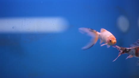 Peces-Dorados-Shubunkin-Nadando-Juntos-En-Un-Nuevo-Tanque-De-Acuario-De-Agua-Dulce-En-Busca-De-Comida