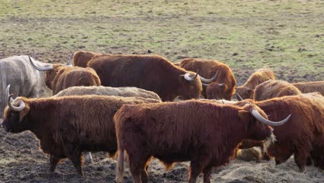 Cinematic-footage,-Beautiful-horned-Highland-Cattle-at-Sunrise-on-a-Frozen-Meadow,-highland-cow-and-calf,-A-heard-of-Norwegian-highland-cattle-graze-in-a-rocky-pasture