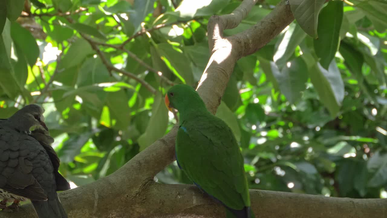 loro eclectus verde donde se posan junto a una paloma en la rama de un árbol en queensland
