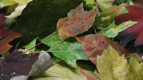 Close-panning-slowly-forward,-over-a-variety-of-multicolored-autumn-leaves-in-a-pile