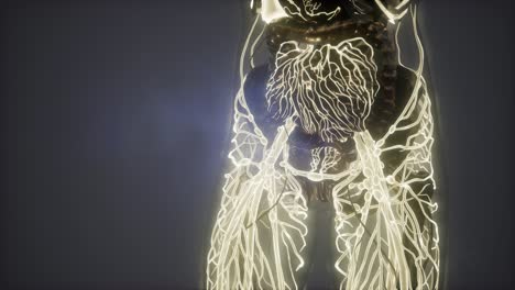 human body with glow blood vessels