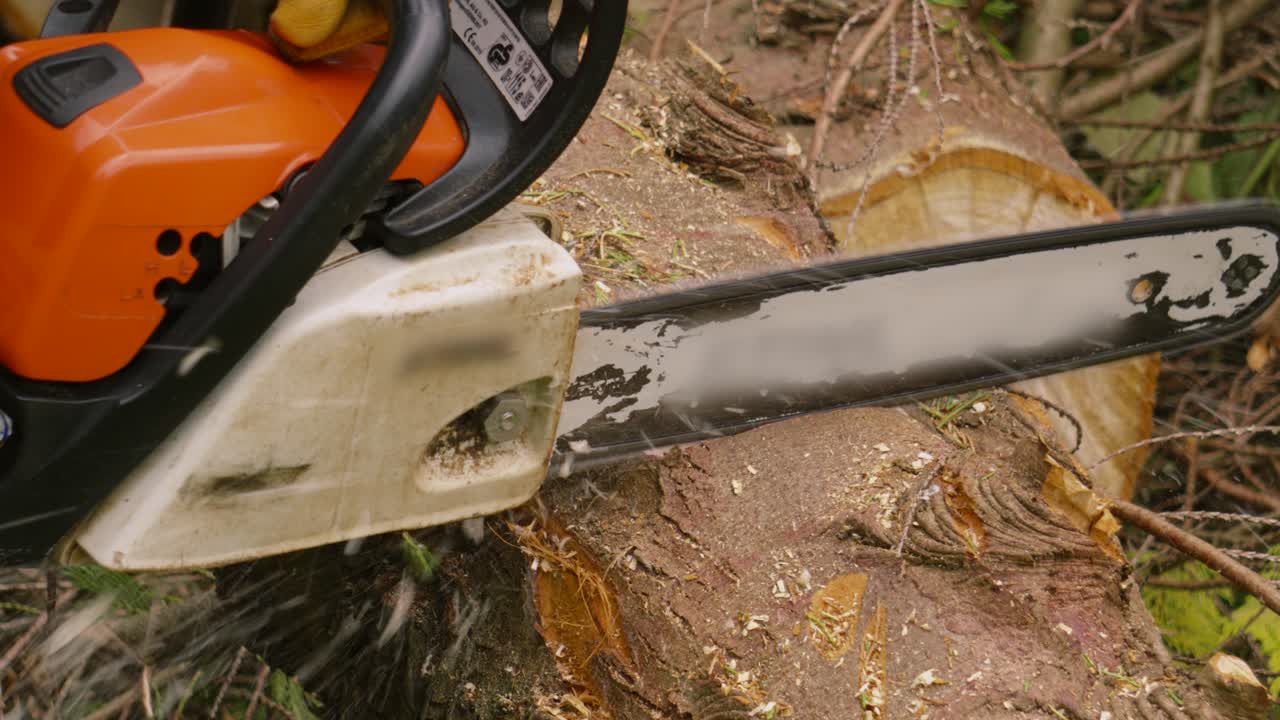 Chainsaw Starting to Cut into Large Tree Log After Being Felled in Forest with Sawdust Flying in Slow Motion 4K