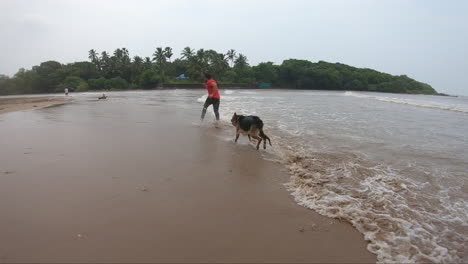 german shepherd dog on the beach playing with his owner