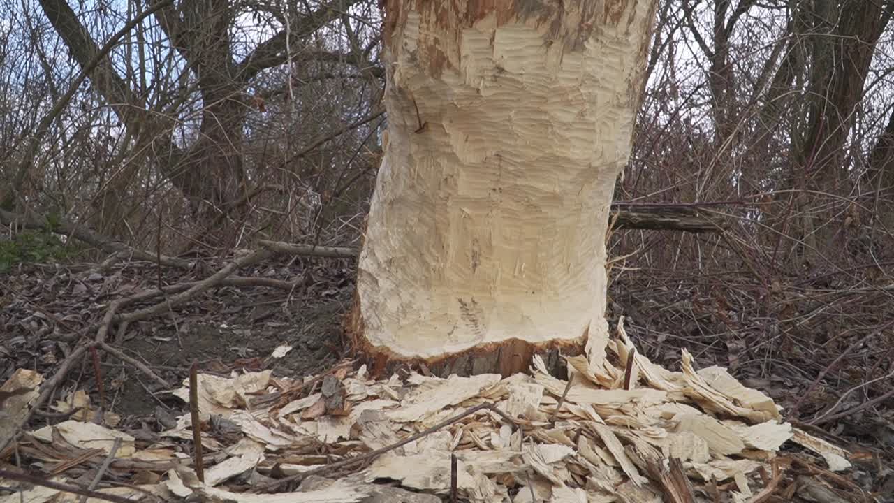 A tree trunk shows distinct beaver gnaw marks at its base, surrounded by fresh wood shavings and fallen bark. Illustrates beaver activity in nature.