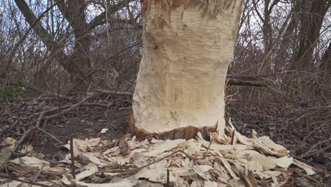 a tree trunk shows distinct beaver gnaw marks at its base, surrounded by fresh wood shavings and fallen bark. illustrates beaver activity in nature.