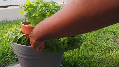 pruning fresh oregano out of the pot