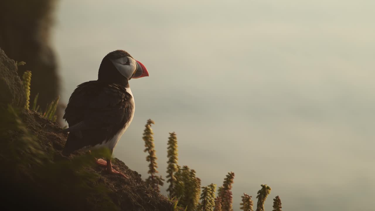 close up puffin mirando hacia el mar, atlántico puffin retrato en la costa en la hermosa hora dorada luz del atardecer en la isla de skomer, reino unido aves y aves al atardecer