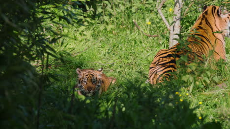 un cachorro de tigre de sumatra agachado en las sombras y acechando a su presa en la hierba.