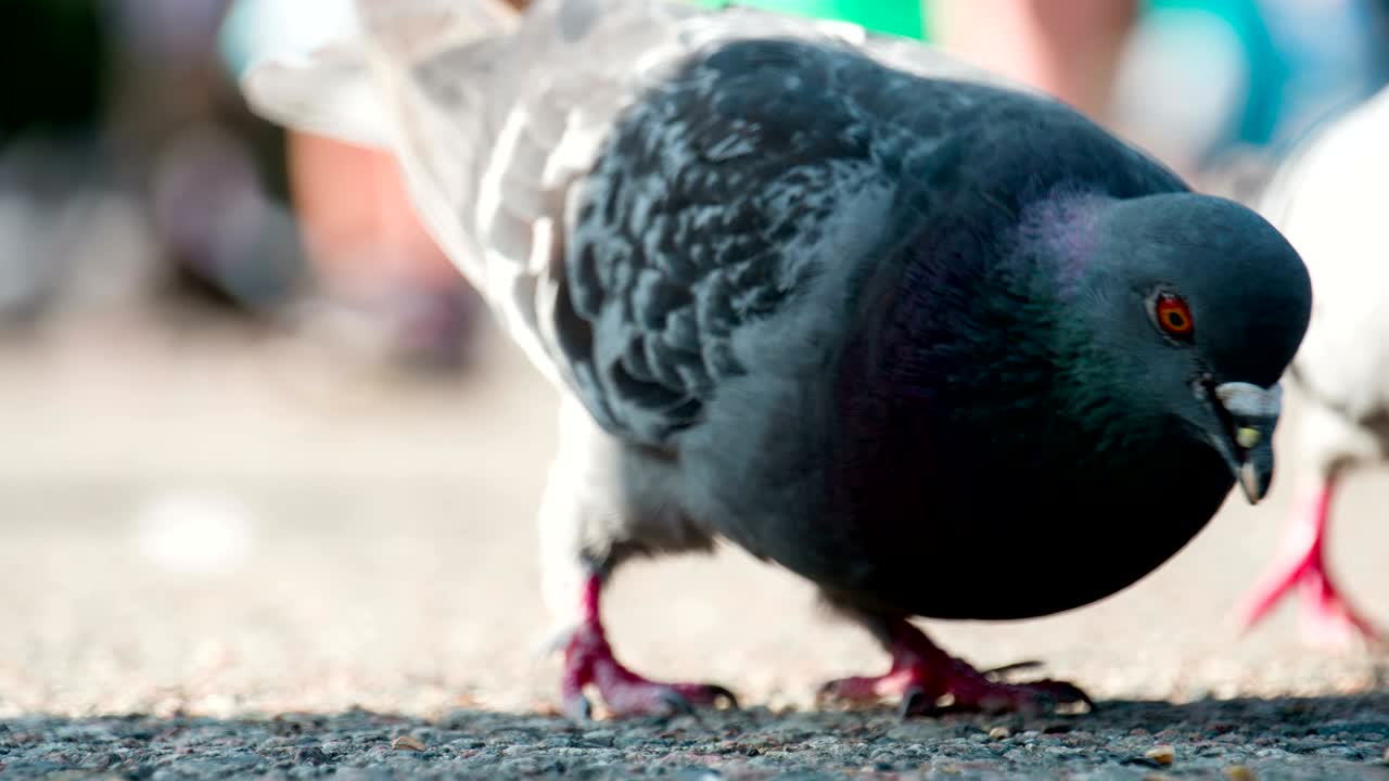 광장에서 비둘기들에게 먹이를 주고