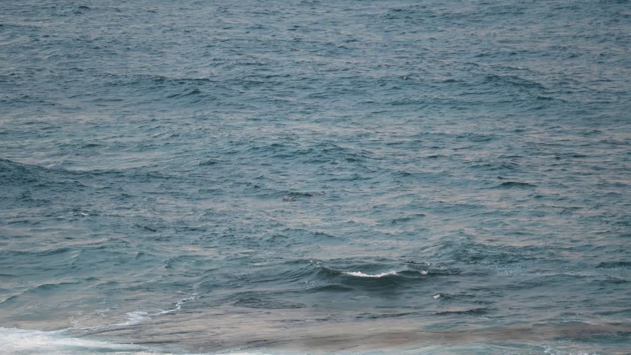 바다의 물결이 많은 표면 위에서 헤엄치는 돌고래의 지느러미