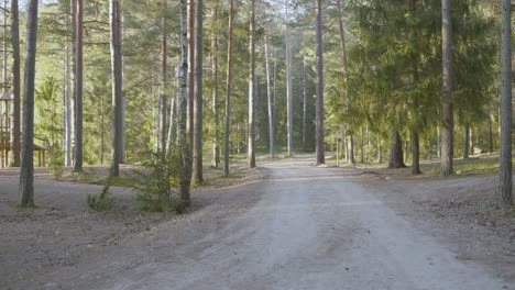 nature walk through forest trails amidst tall green coniferous trees during day