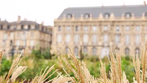 grass sways before historic bordeaux building