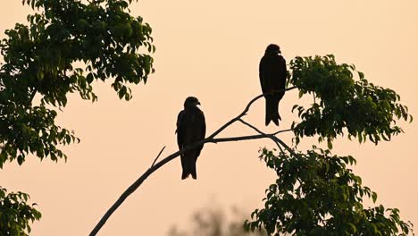 black-eared kites, milvus lineatus