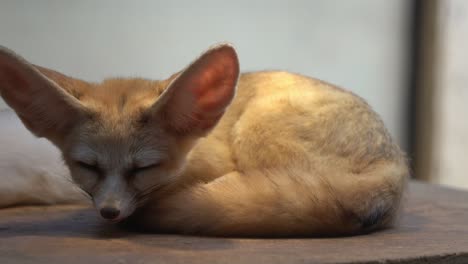 exótico zorro fennec, vulpes zerda, pequeño zorro crepuscular con hábitat nocturno, acurrucado y durmiendo en una plataforma en un ambiente cerrado con lámpara colgante que imita la luz del sol y el calor