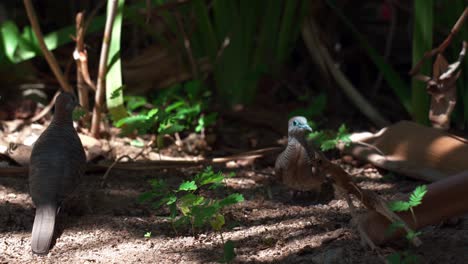 Die-Streifenbodentaube-Ist-Eine-Vogelart-Aus-Der-Familie-Der-Tauben,-Sie-Sind-Kleine-Vögel-Mit-Langem-Schwanz,-überwiegend-Bräunlich-grauer-Farbe-Mit-Schwarz-weißen-Streifen