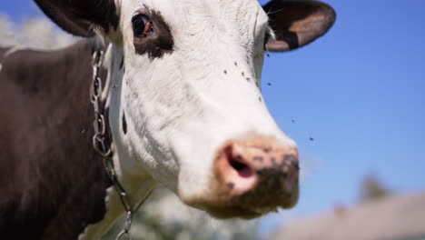 big head of a domestic cow trying to reach camera. close up. multiple insects fly around the animal. blurred backdrop.