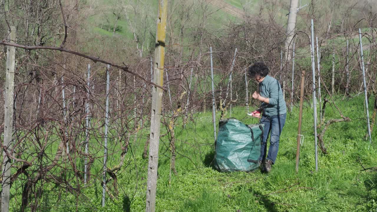 Strong independent caucasian Italian farmer prunes vines during late winter dormancy among bare rows in Martani hills, preserving tradition and quality grape production under soft seasonal light