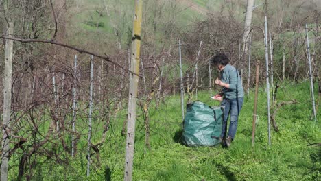 strong independent caucasian italian farmer prunes vines during late winter dormancy among bare rows in martani hills, preserving tradition and quality grape production under soft seasonal light