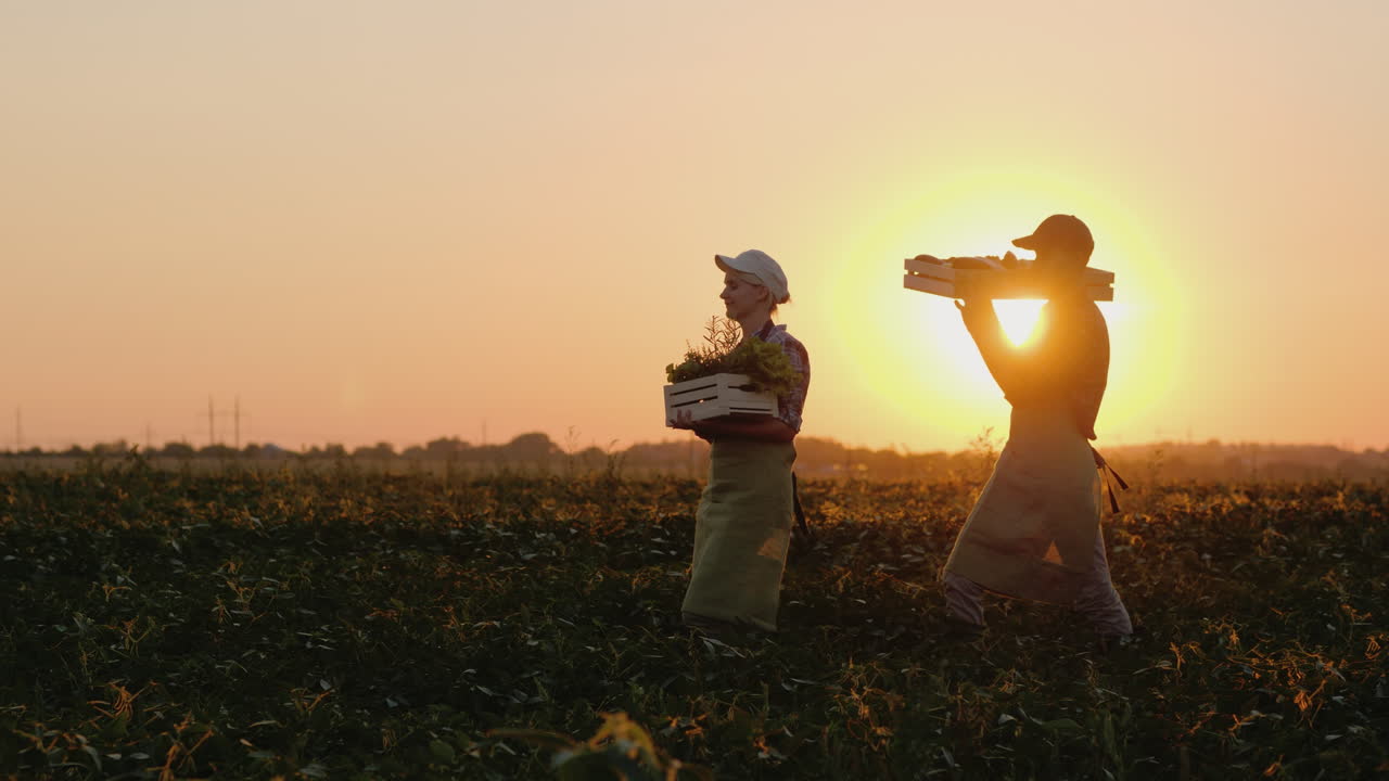 남자와 여자 농부들은 함께 일몰 스테디캠 슬로우 모션 비디오에서 나무 상자에 옥수수 작물을 운반합니다.