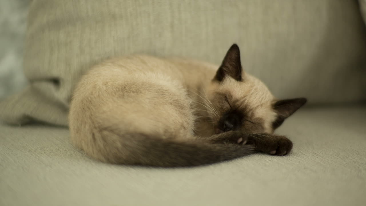Gatto 01