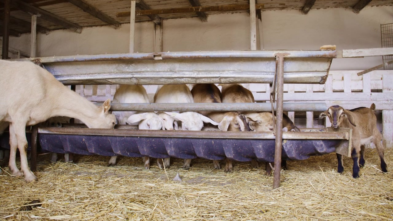 Gregge di capre che mangiano mangime da una mangiatoia in una stalla