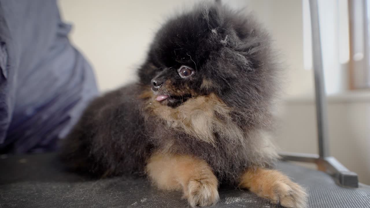 애완동물 보살에서 테이블에 누워있는 작은 어두운 강아지 스피츠를 고 있습니다.