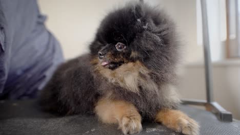 el peluquero de perros está cepillando un pequeño cachorro de color oscuro con la lengua afuera tendido en una mesa en peluquería de mascotas, preparándose para un espectáculo de conformación