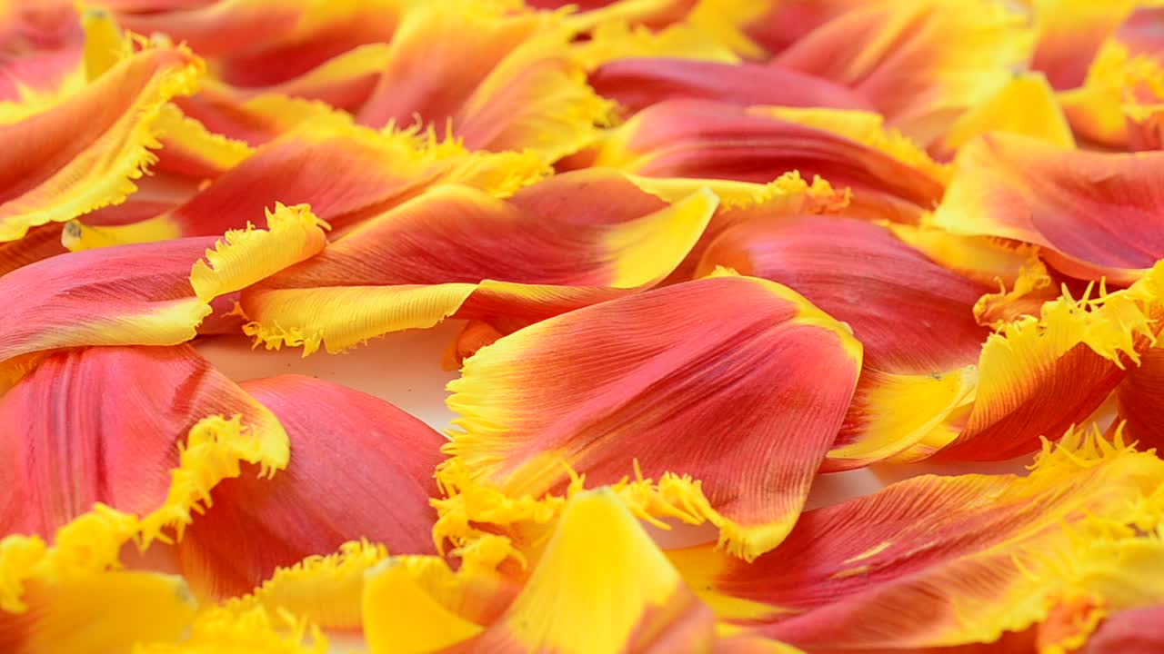 Tulipaner på hvit bakgrunn. Bakgrunn av tulipanens kronblader.