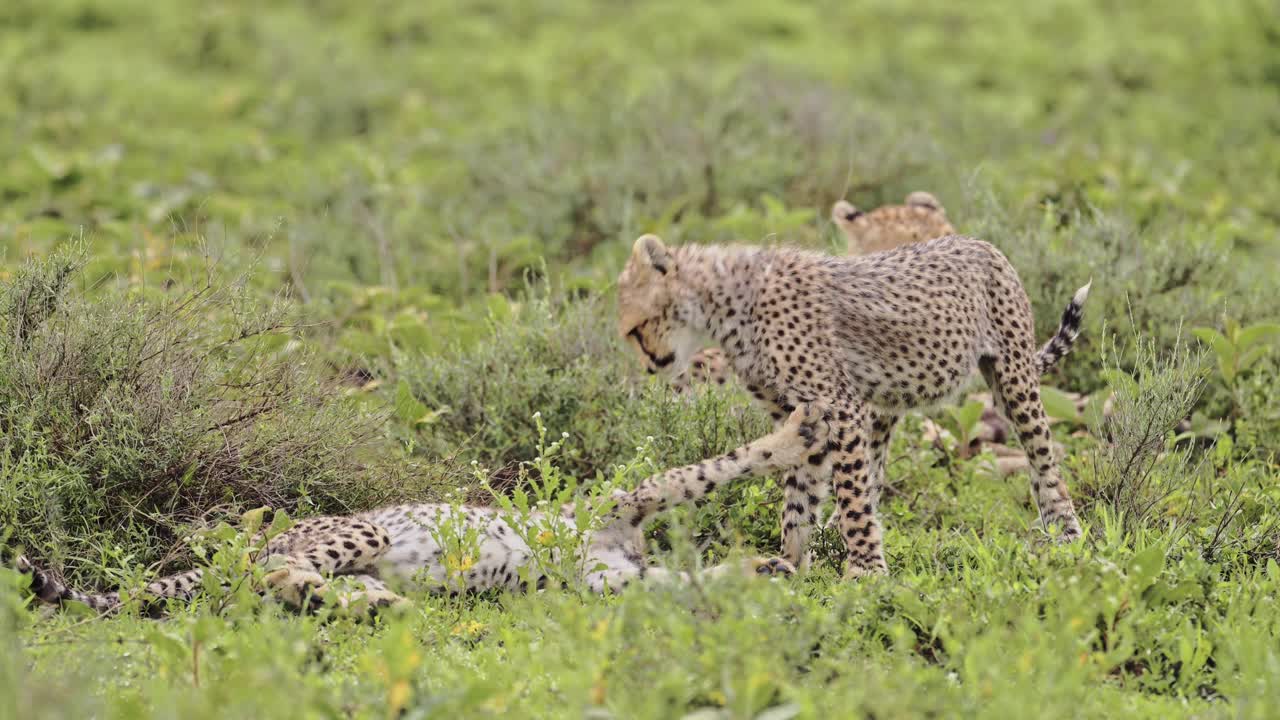 chicos de guepardo juguetones en cámara lenta en el serengeti tanzania en áfrica, animales divertidos jugando y siendo juguetones con rough y tumble en el parque nacional del serengeti en el safari de vida silvestre africano