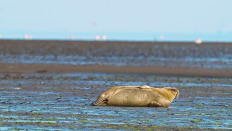 sea lion lying on the mudflat under the sun